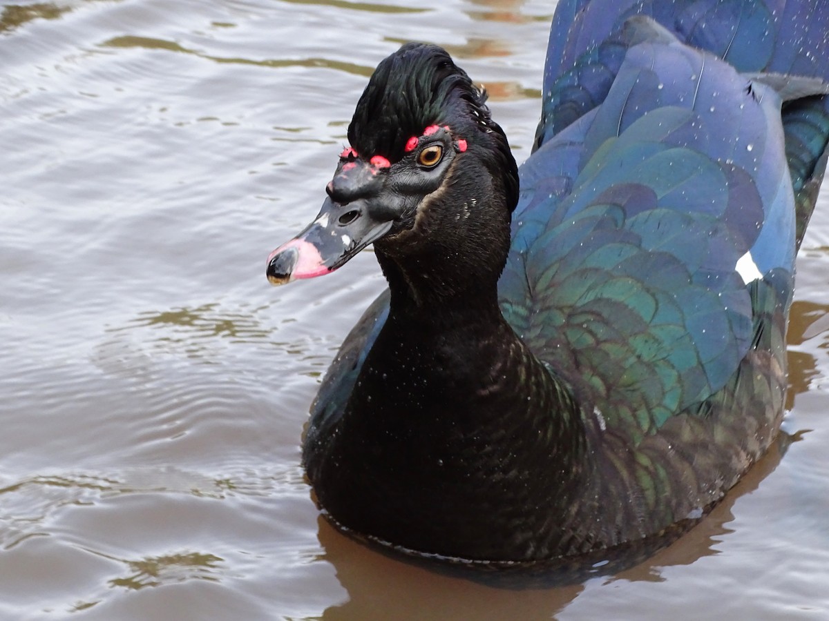 Muscovy Duck (Domestic type) - ML643547948