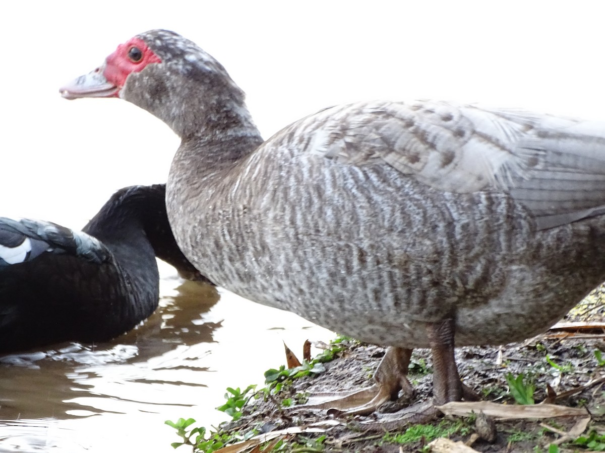 Muscovy Duck (Domestic type) - ML643547949