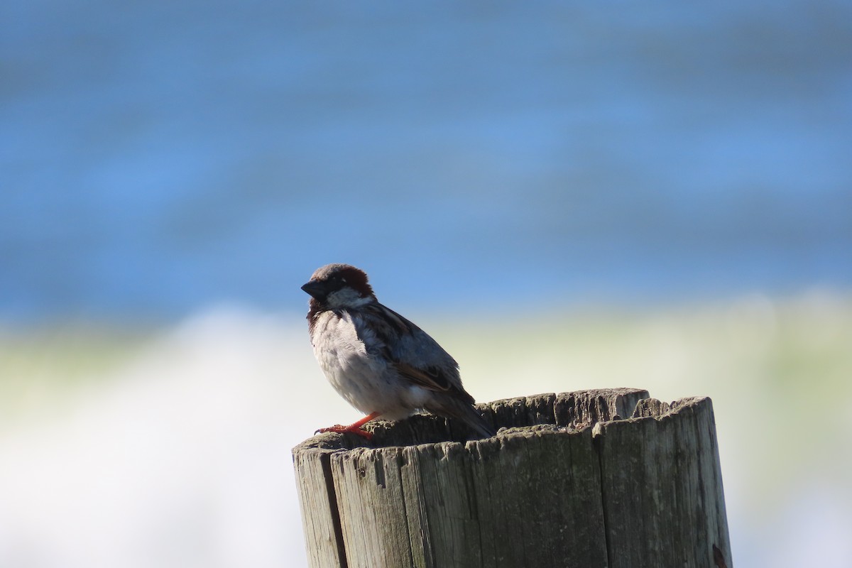 House Sparrow - ML643547955