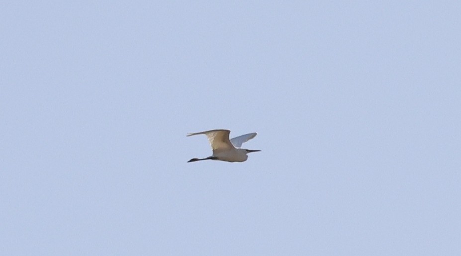 Little Egret - ML643547957