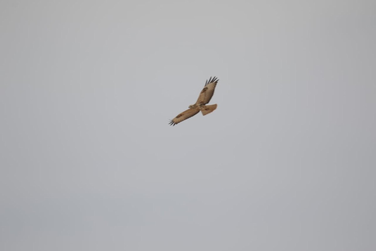 Long-legged Buzzard - ML643547958