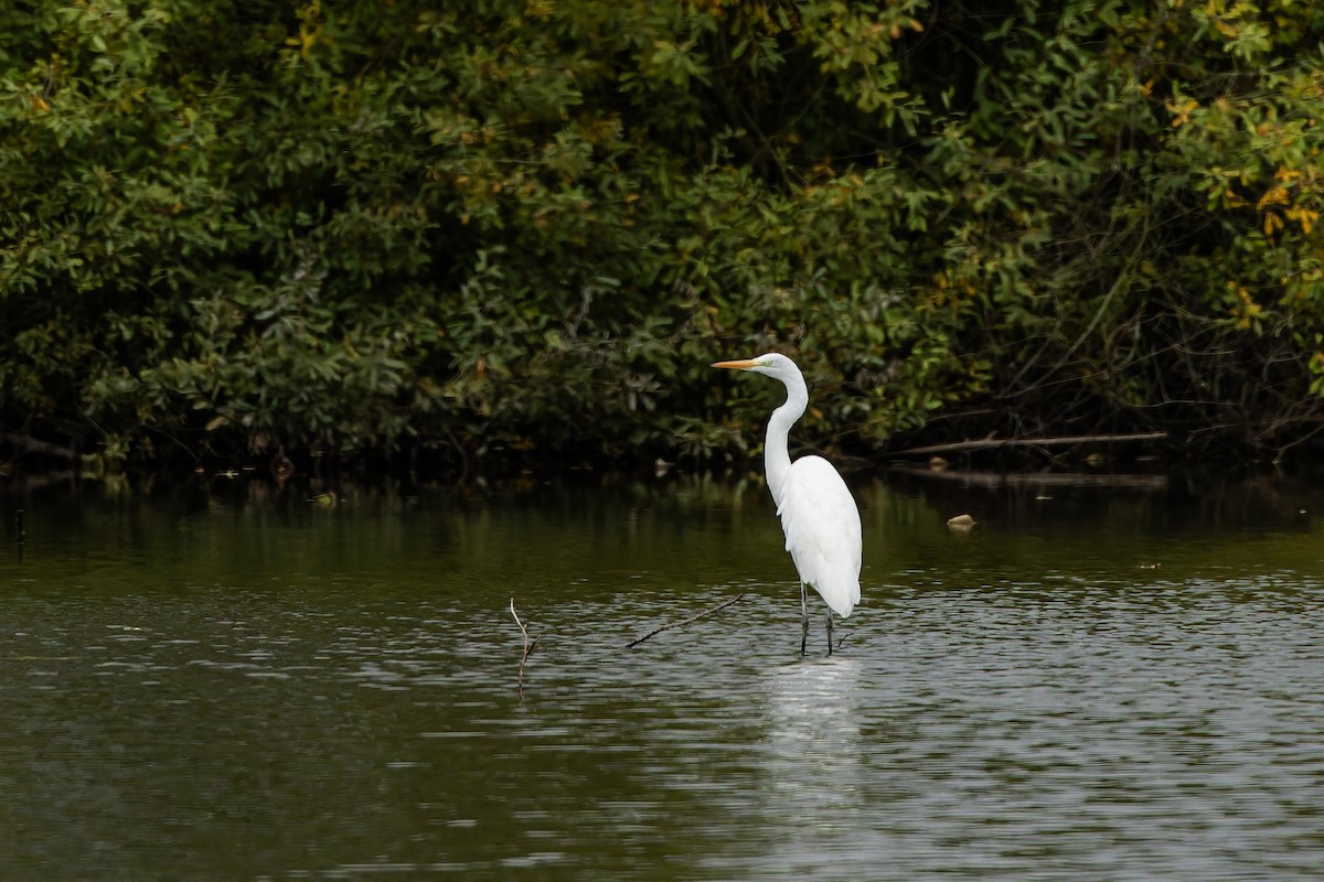 Great Egret - ML643547960