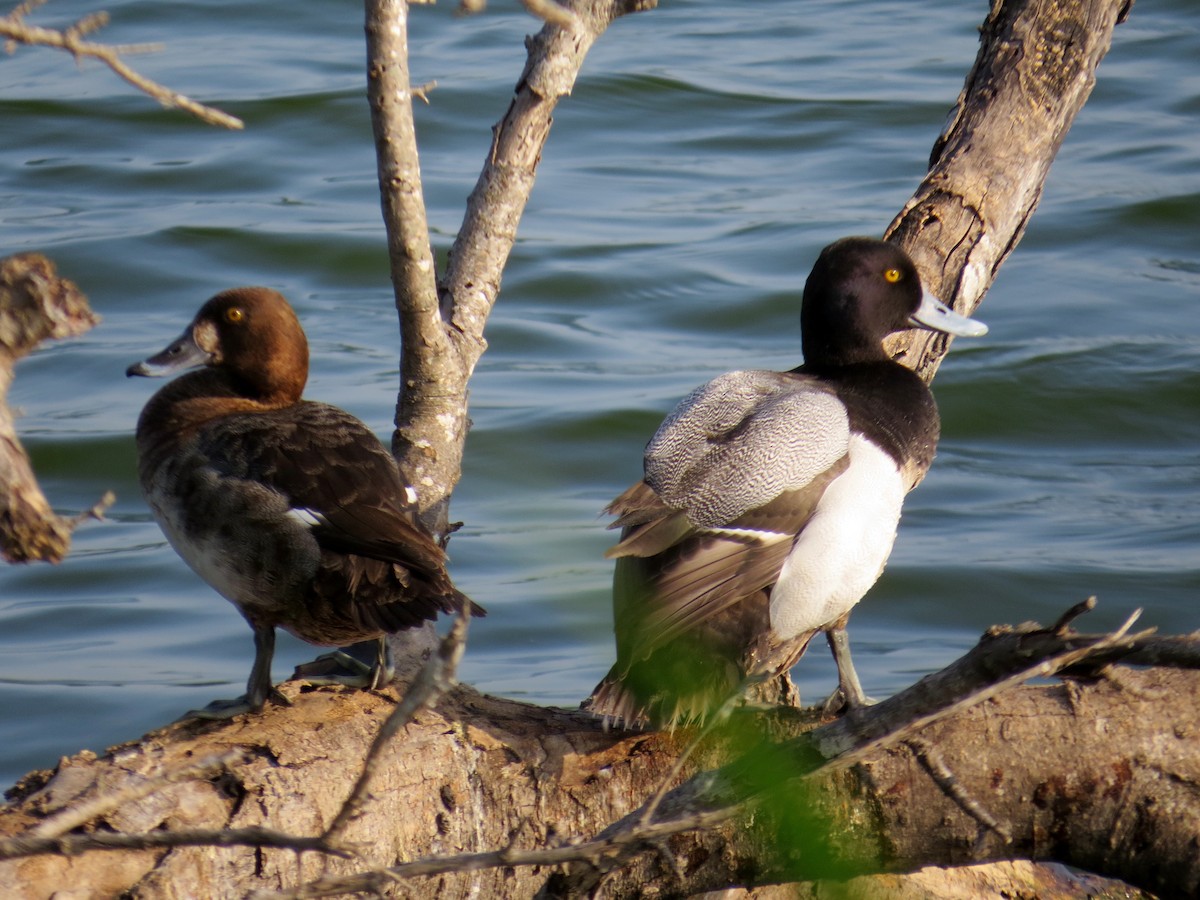 Lesser Scaup - ML643547961