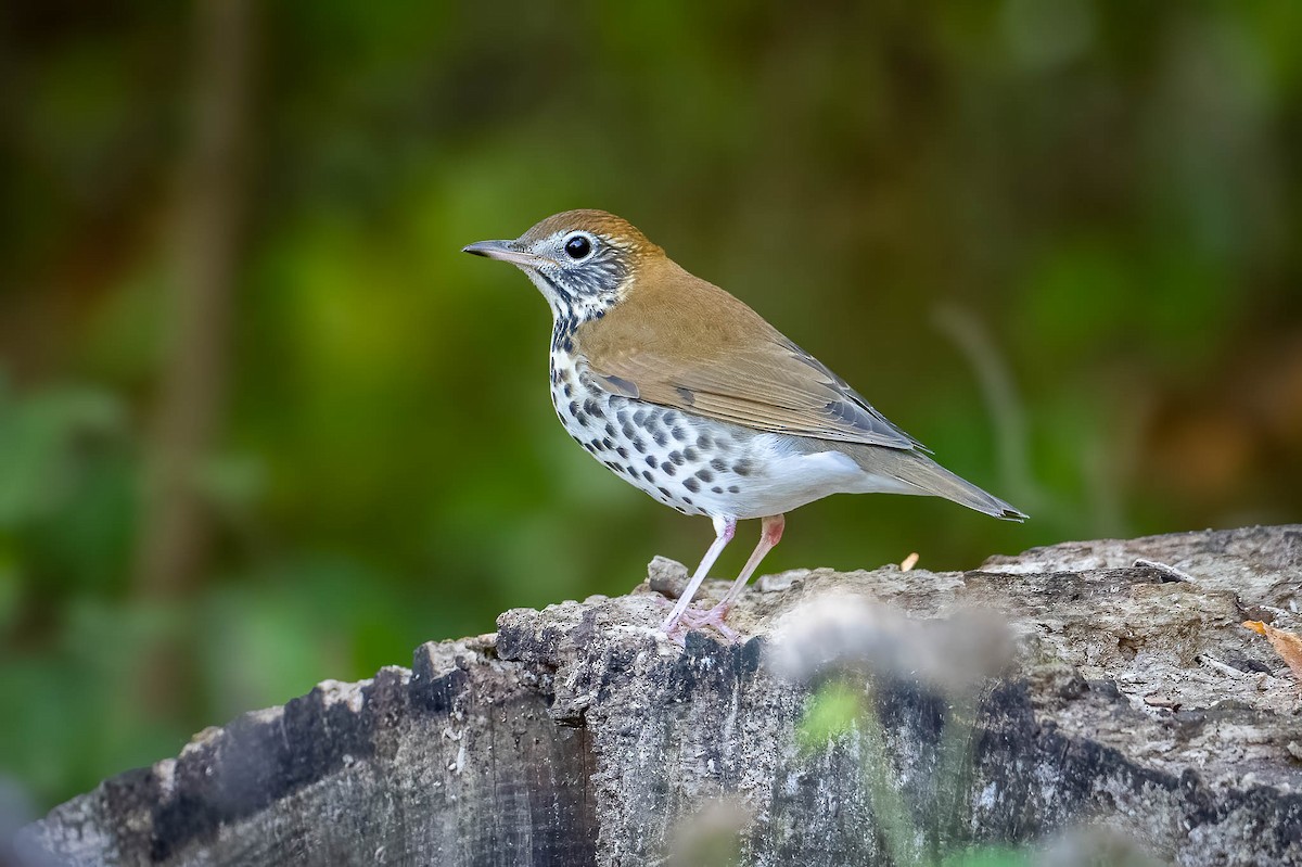 Wood Thrush - ML643547962