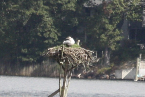 American Herring Gull - ML643547965
