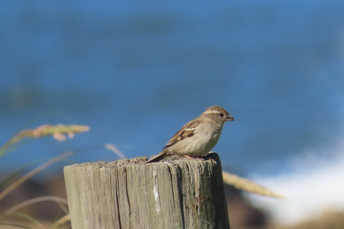House Sparrow - ML643547966