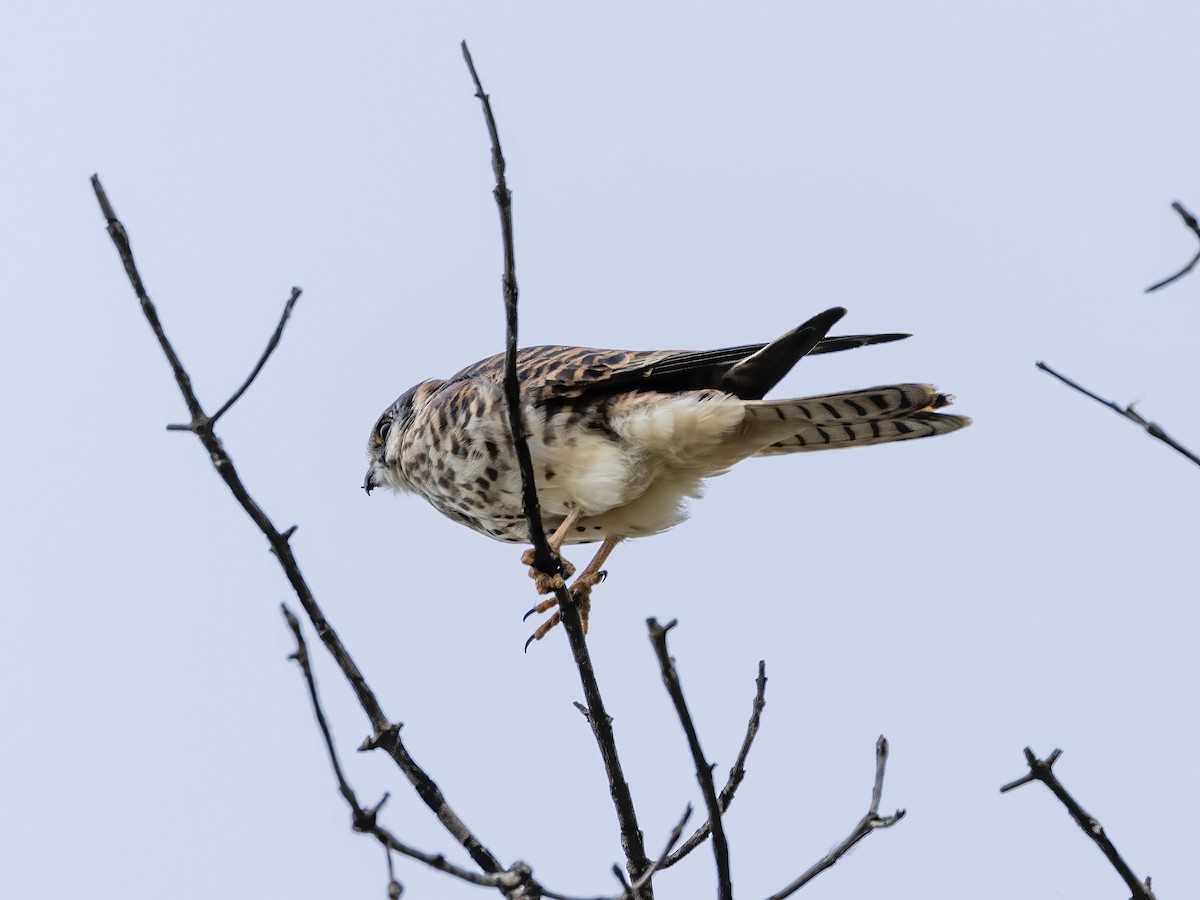 American Kestrel - ML643547967