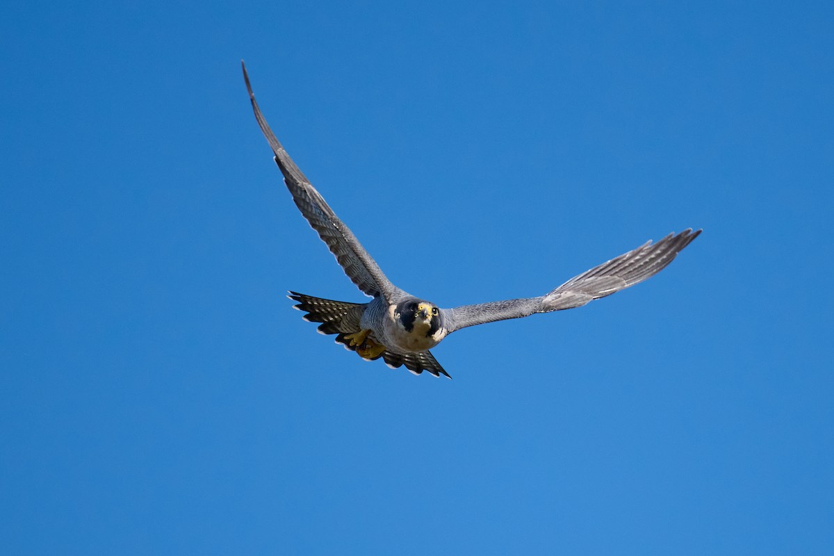 Peregrine Falcon - ML643547968