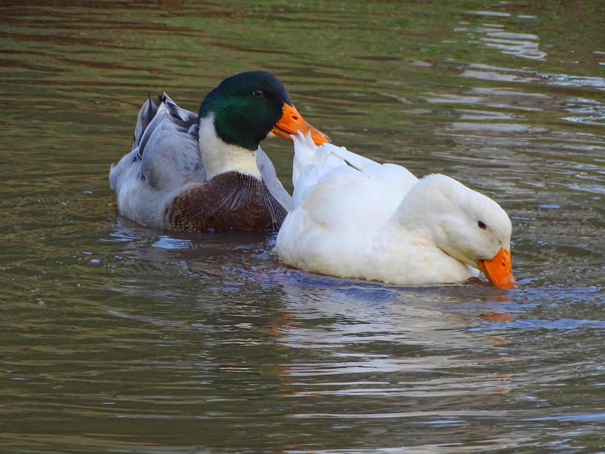 Mallard (Domestic type) - ML643547969