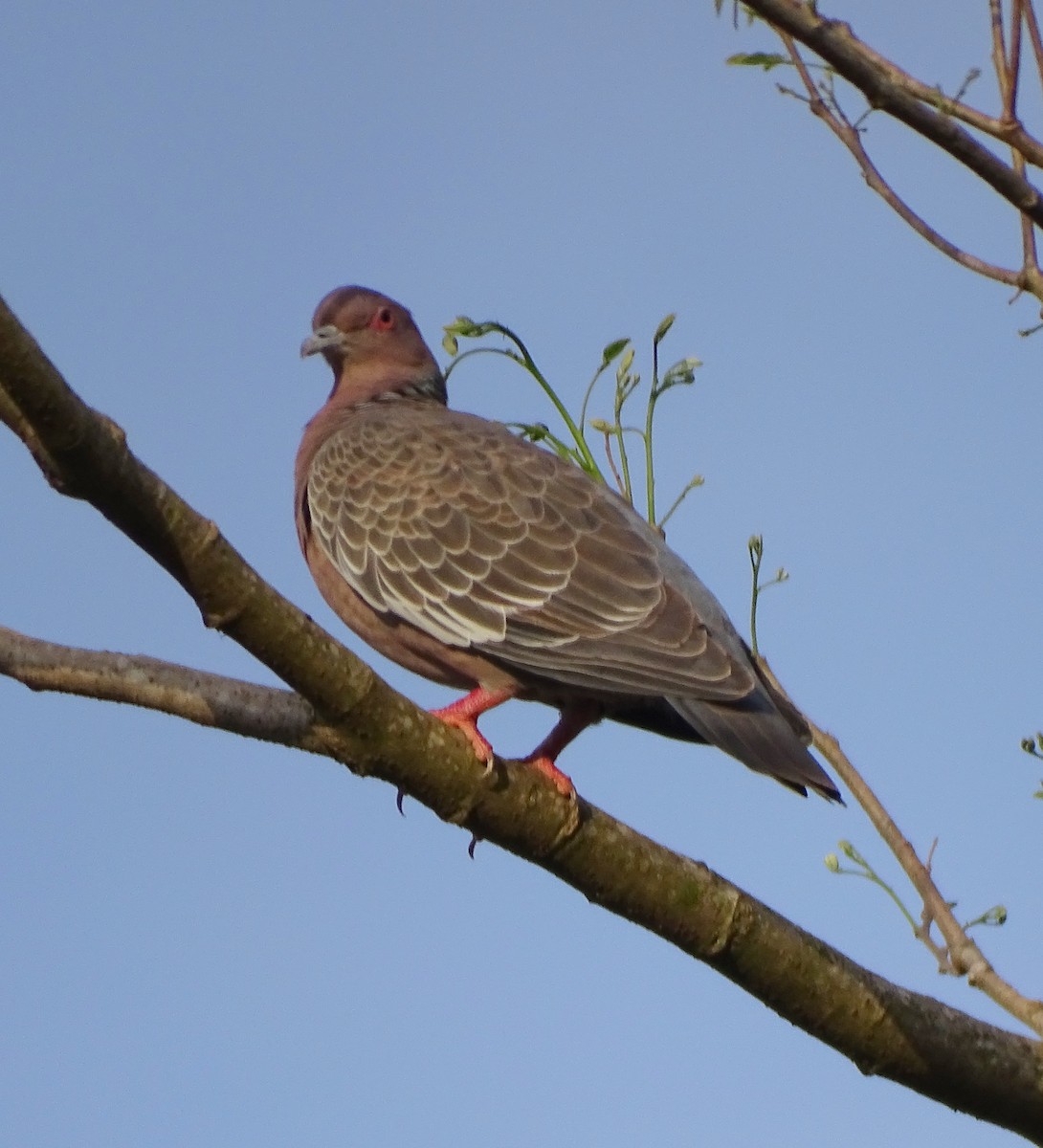 Picazuro Pigeon - ML643547971