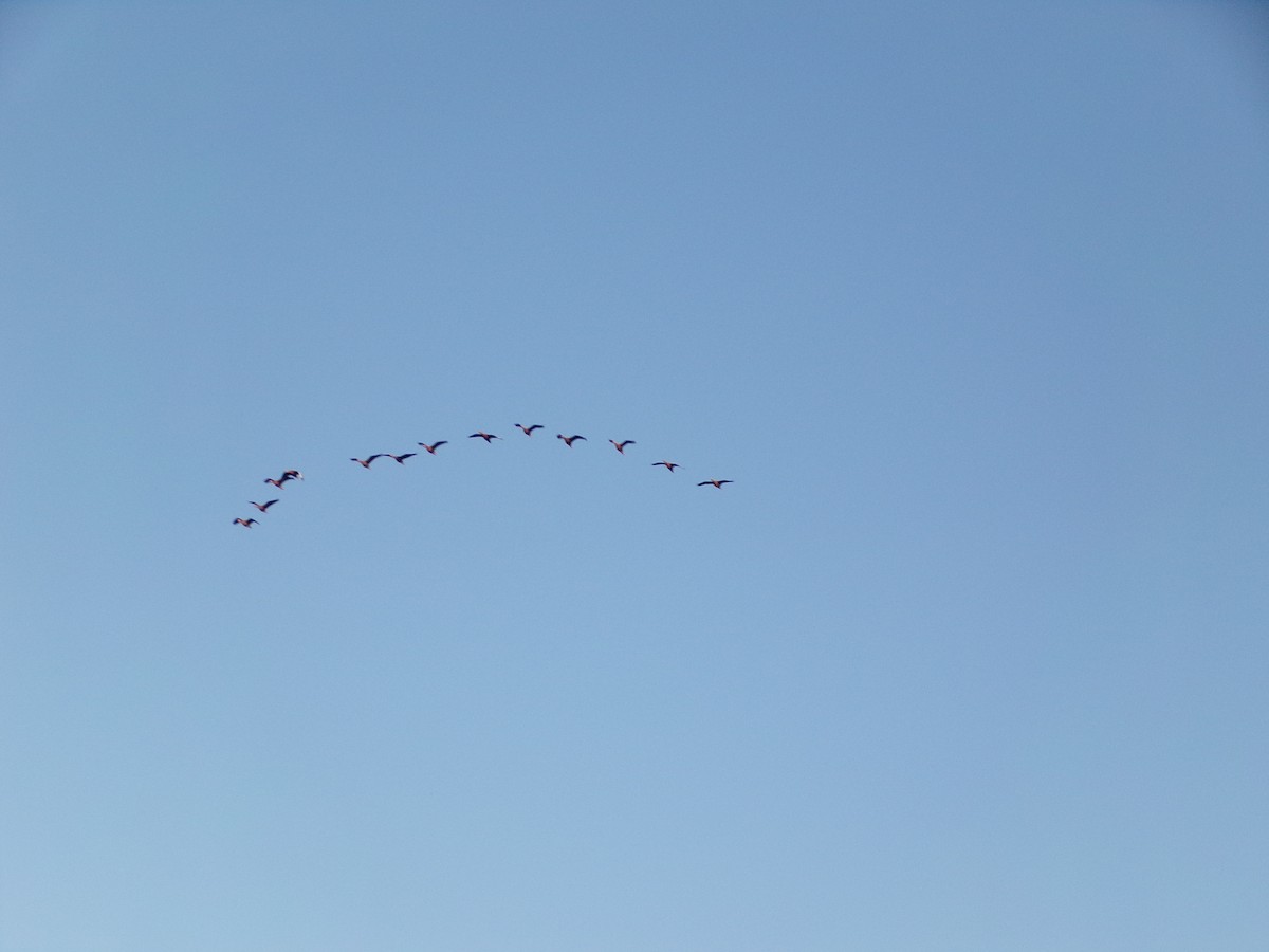 Black-bellied Whistling-Duck - ML643547972