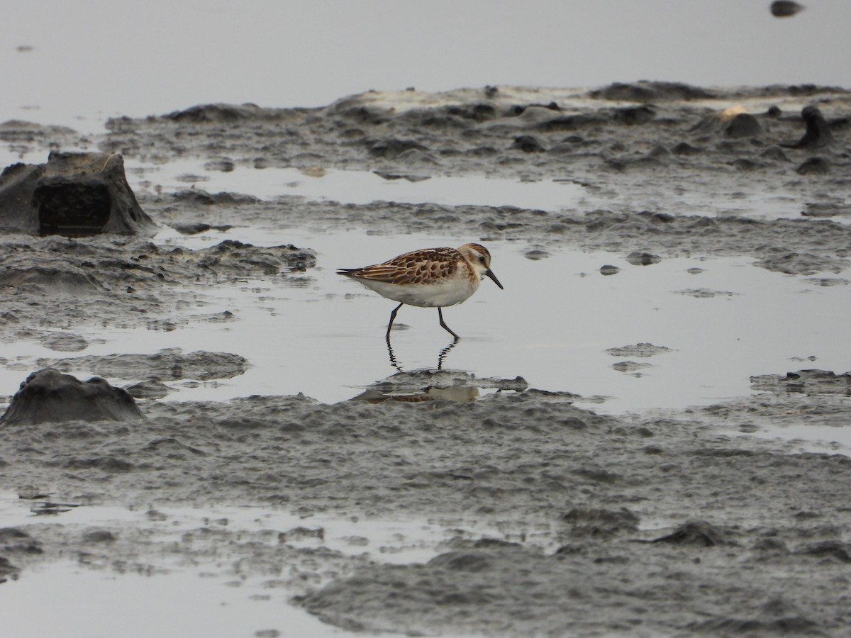 Little Stint - ML643547974