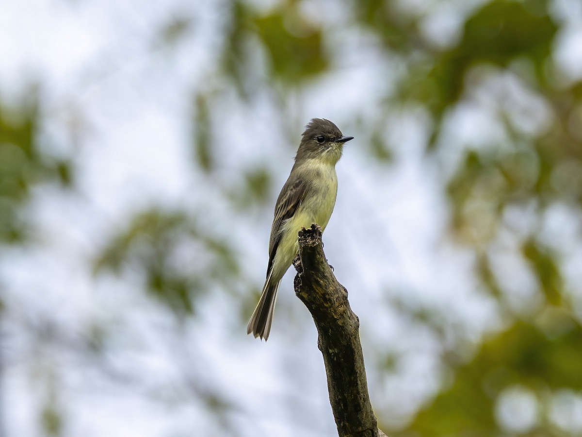 Eastern Phoebe - ML643547975