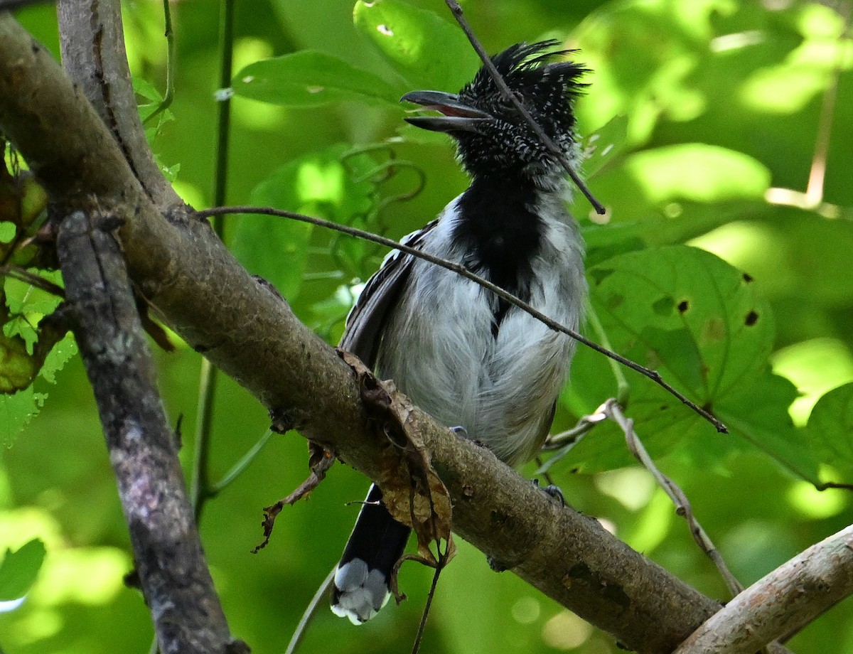 Black-crested Antshrike - ML643547978