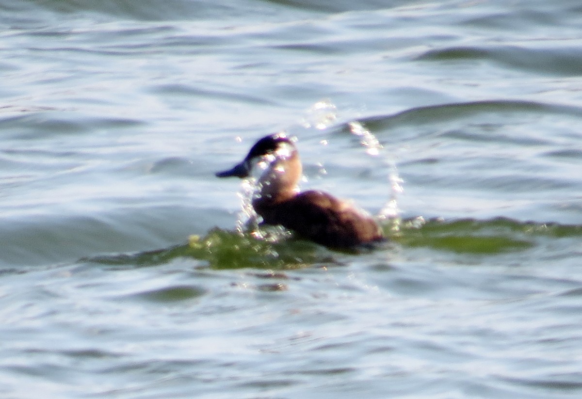 Ruddy Duck - ML643547980