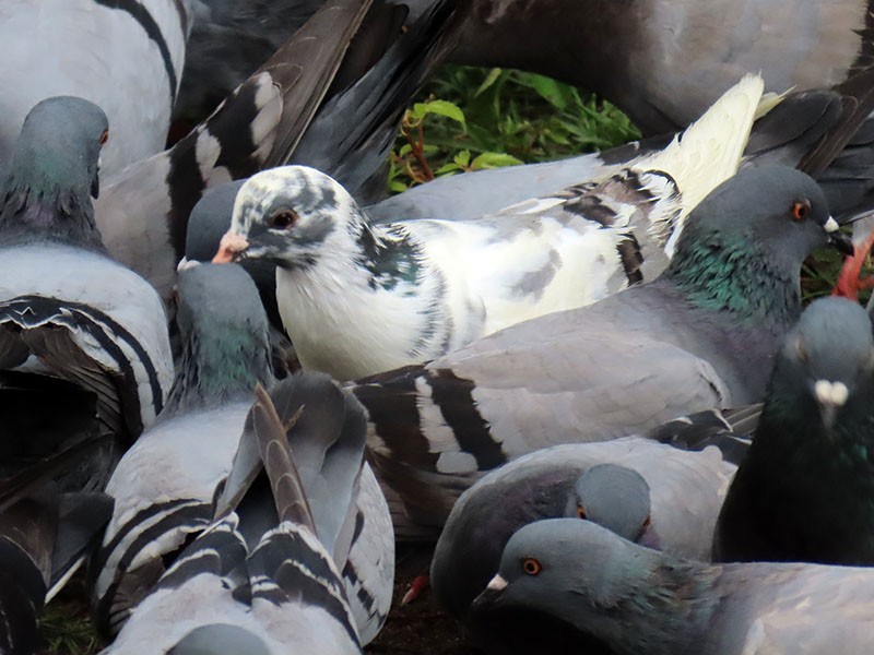 Rock Pigeon (Feral Pigeon) - ML643547983
