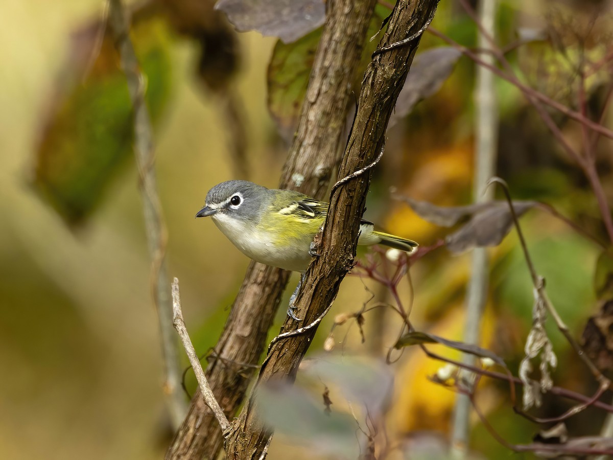 Blue-headed Vireo - ML643547986