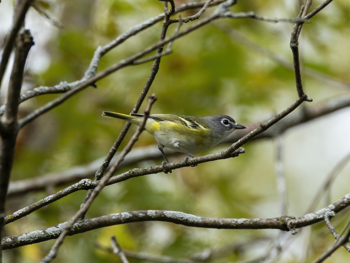 Blue-headed Vireo - ML643547987