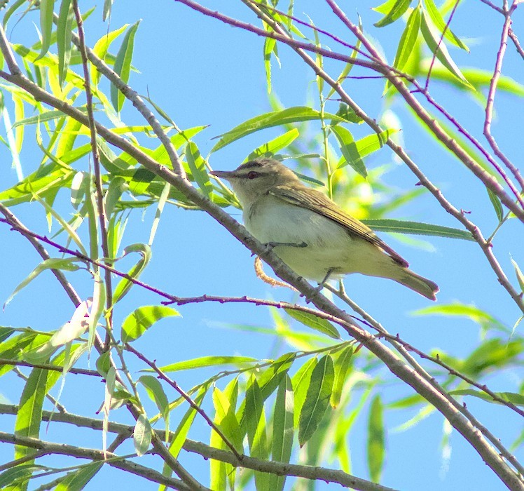 Rotaugenvireo - ML643547989