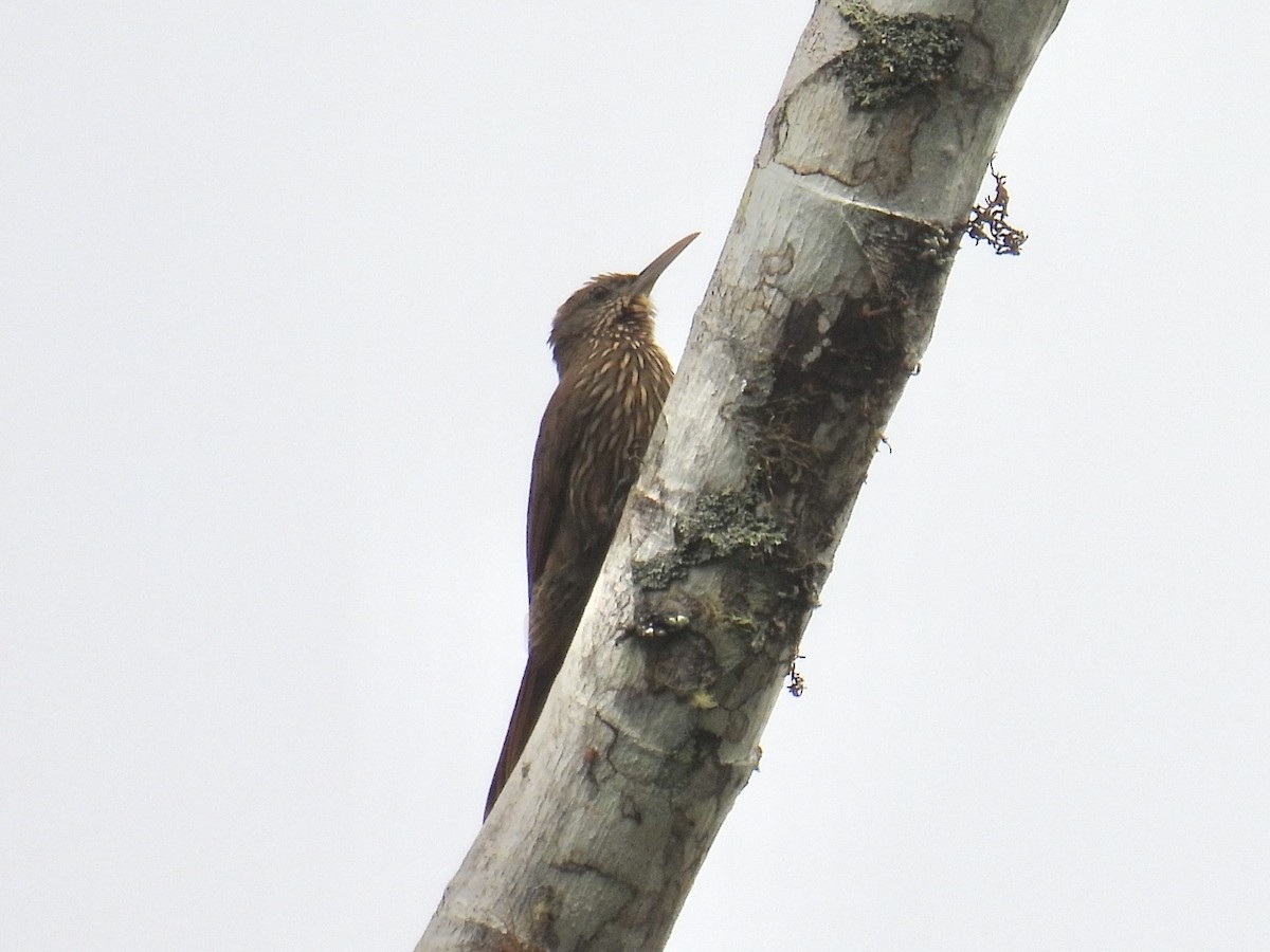 Duida Woodcreeper - ML643547998