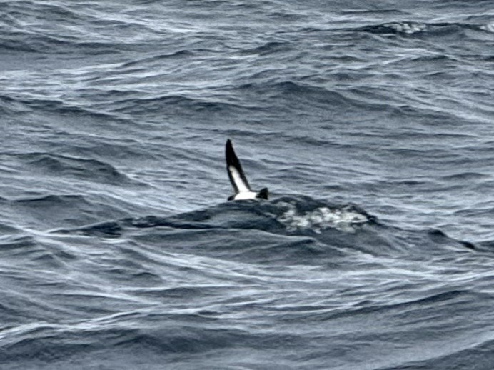 White-bellied Storm-Petrel - ML643548017