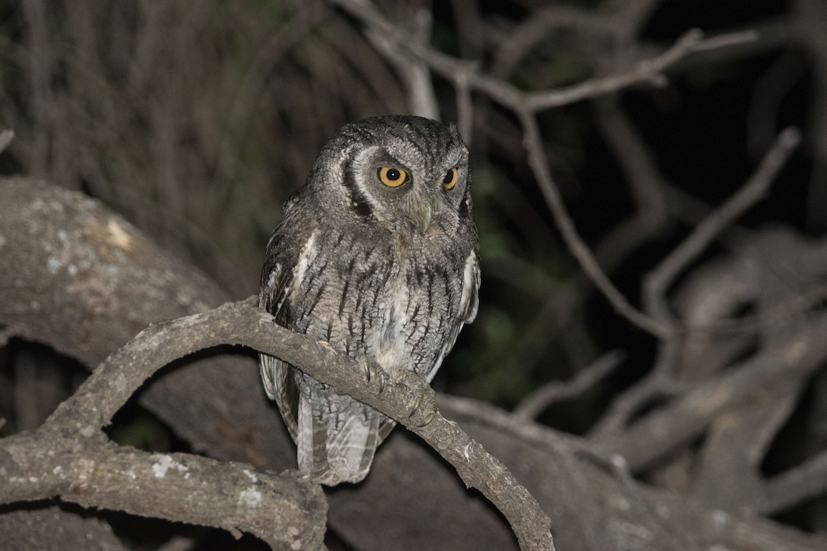Tropical Screech-Owl - ML643548046