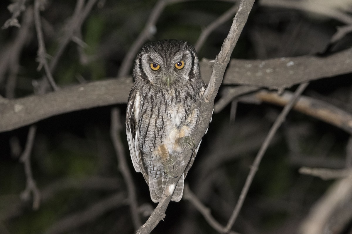 Tropical Screech-Owl - ML643548047