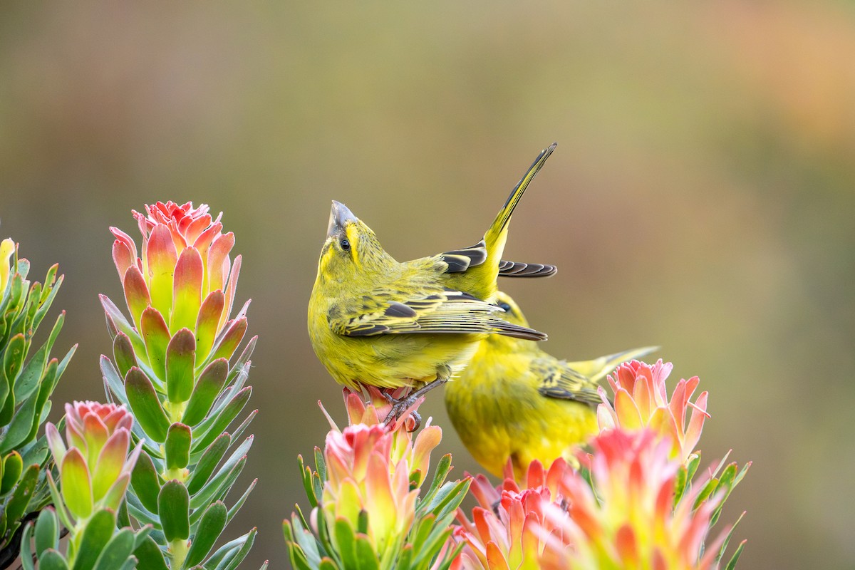 Brimstone Canary - ML643548059