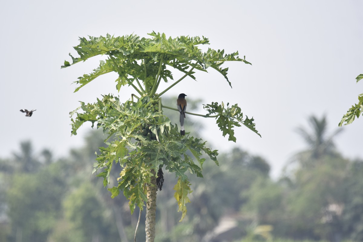 Rufous Treepie - ML643548073