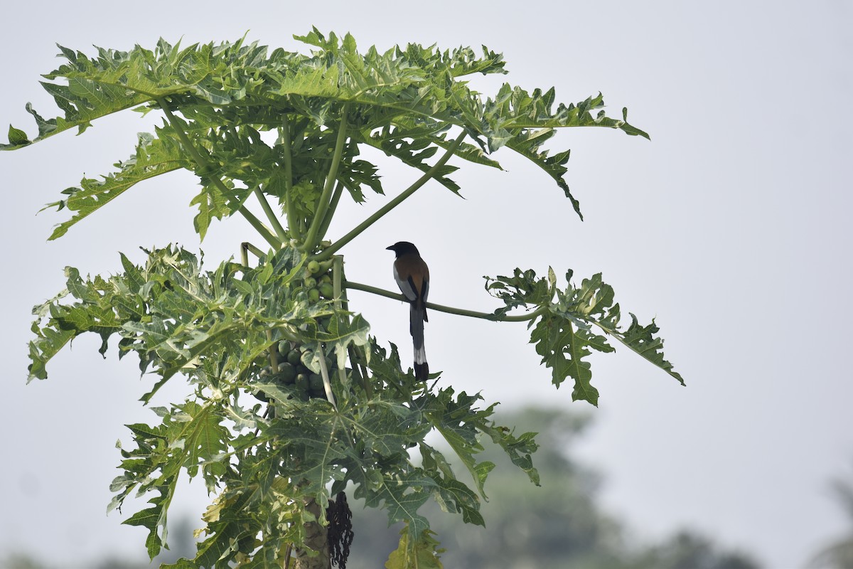 Rufous Treepie - ML643548074