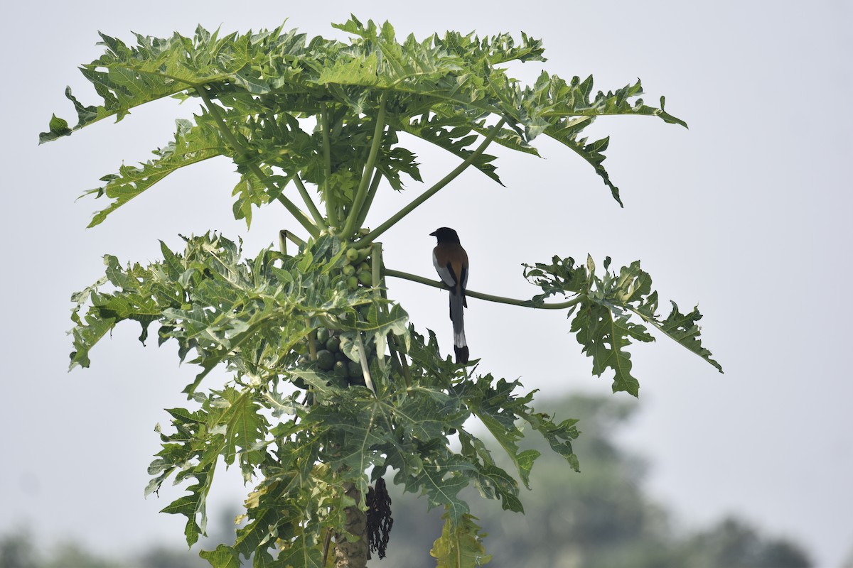 Rufous Treepie - ML643548075