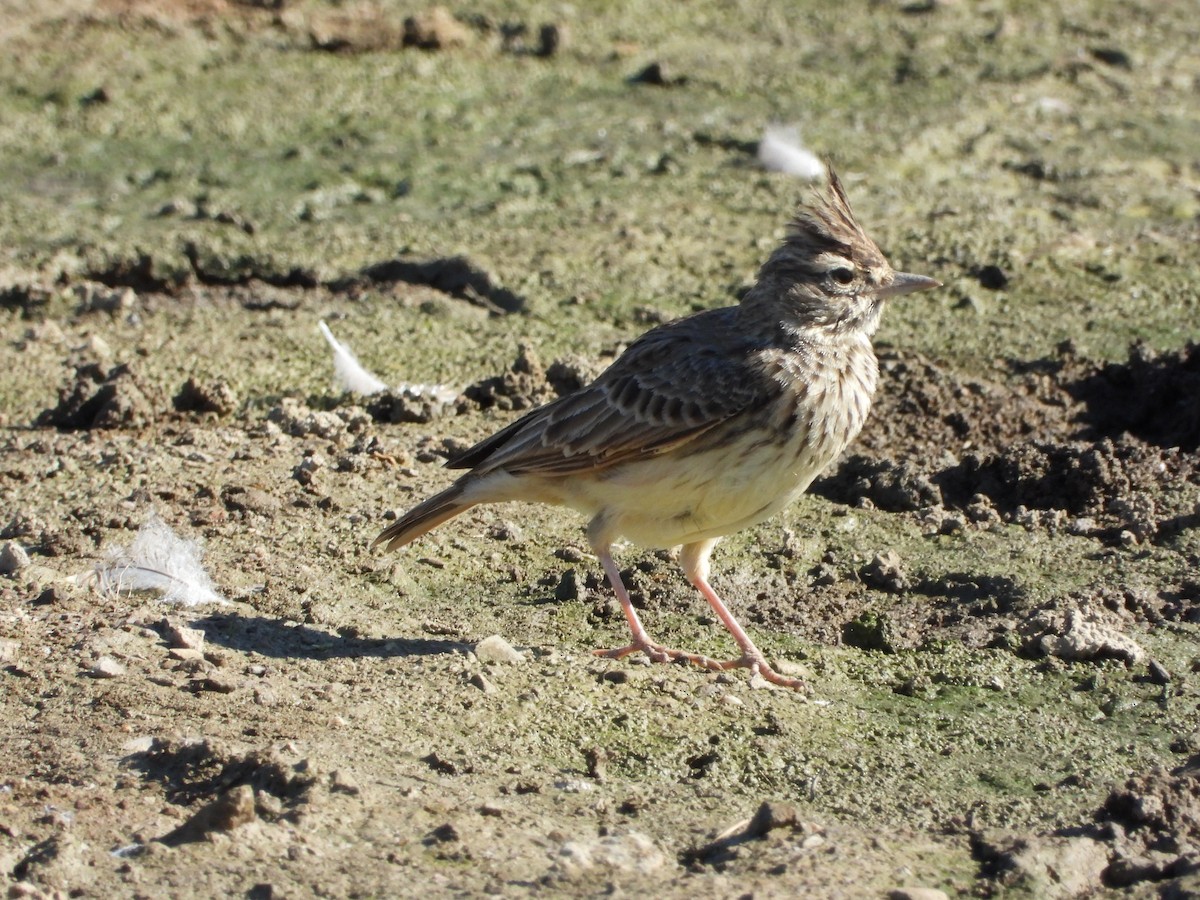 Thekla's Lark - ML643548082