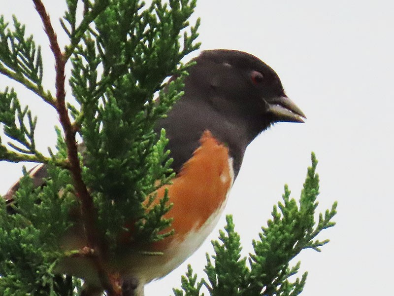Kızıl Böğürlü Tovi (erythrophthalmus/canaster) - ML643548112
