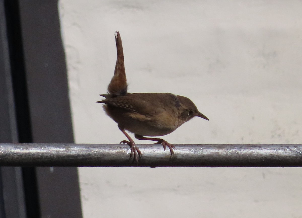 Southern House Wren - ML643548116