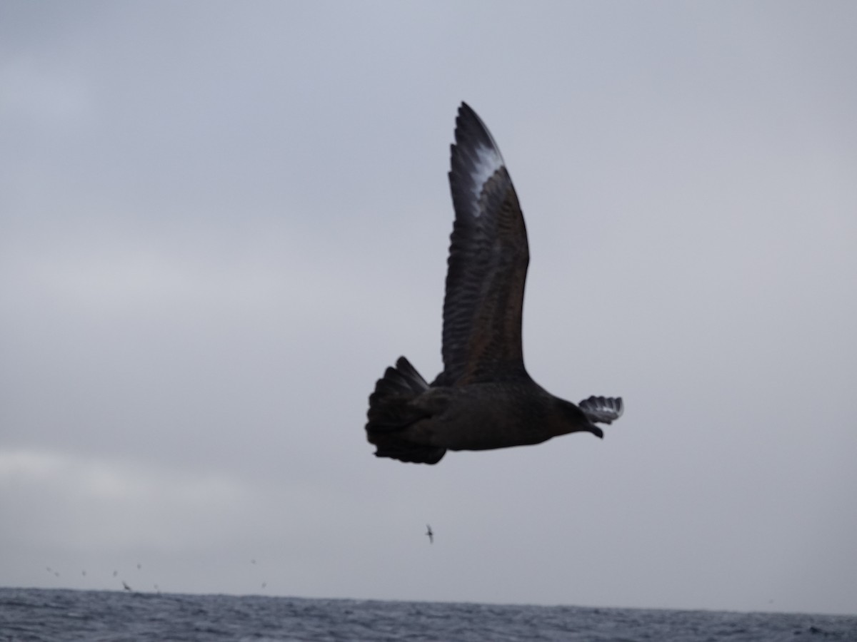 Chilean Skua - ML643548151
