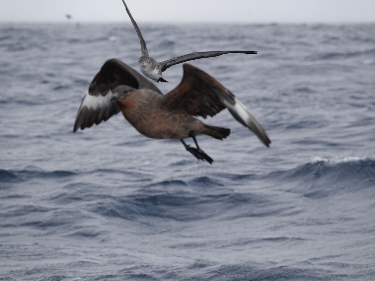 Chilean Skua - ML643548152