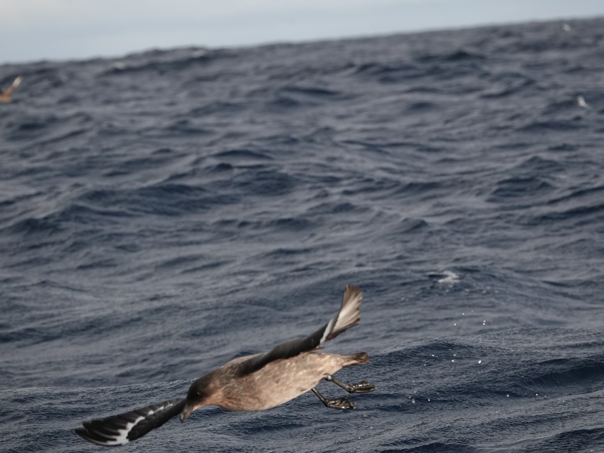Chilean Skua - ML643548153