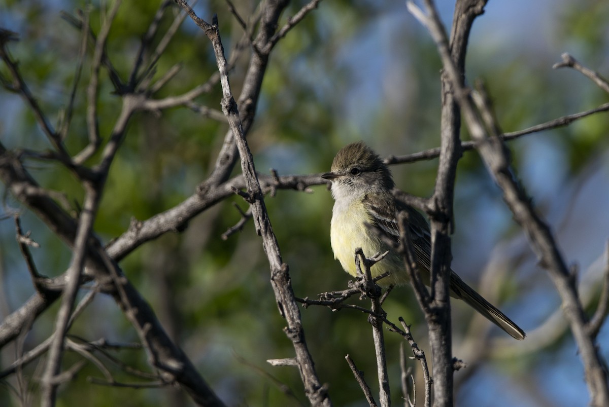 Southern Scrub-Flycatcher - ML643548220