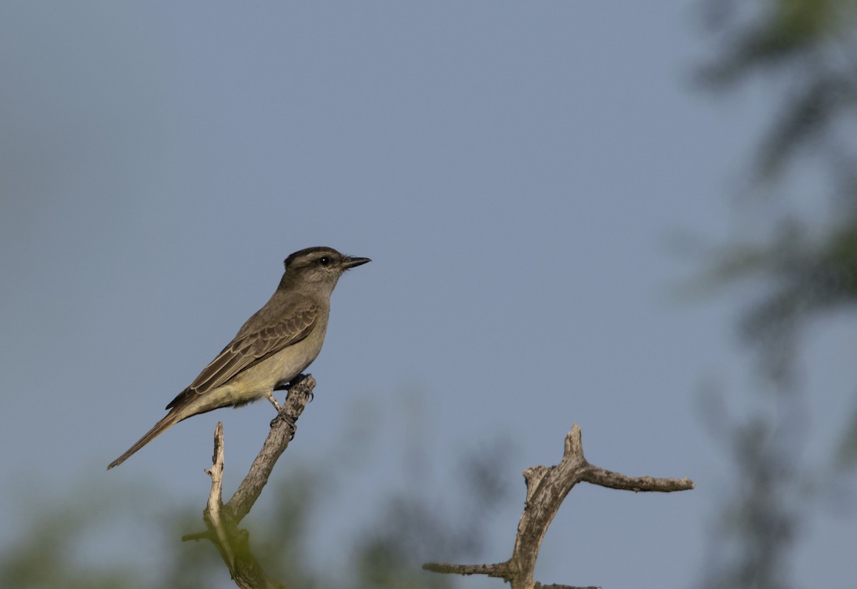Crowned Slaty Flycatcher - ML643548232