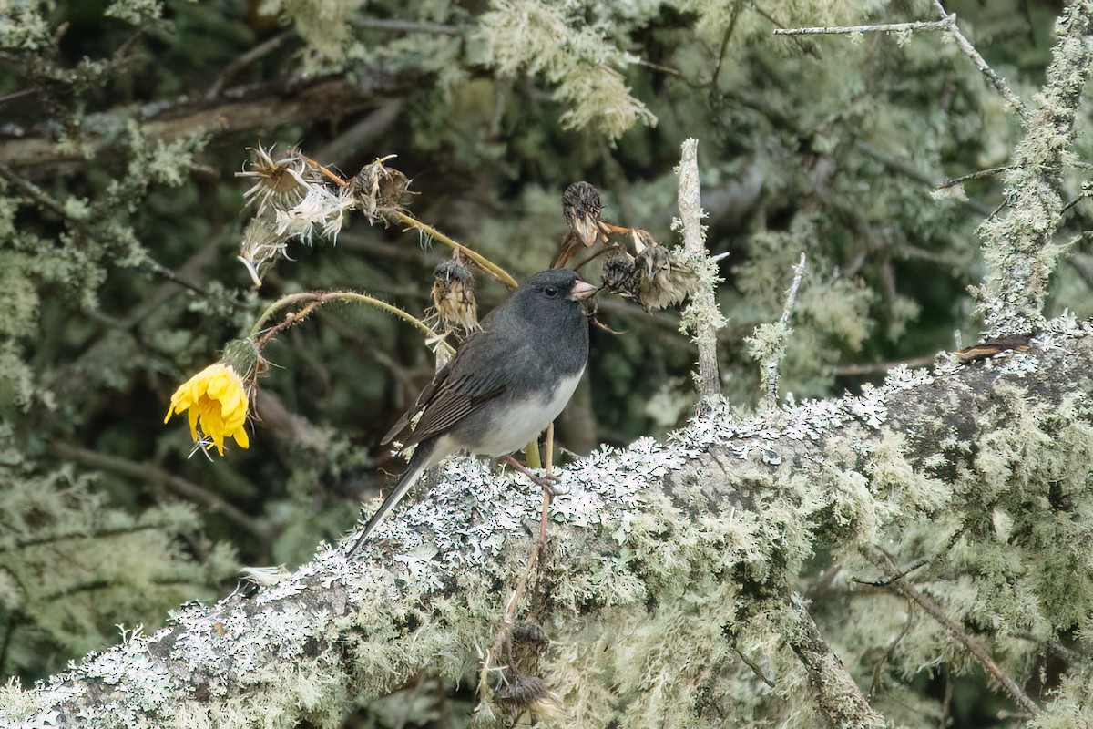 Dark-eyed Junco - ML643548234