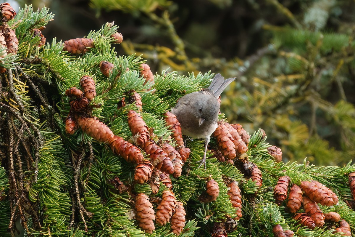 Dark-eyed Junco - ML643548235
