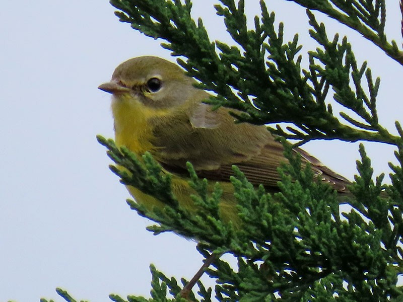 Prairie Warbler - ML643548239