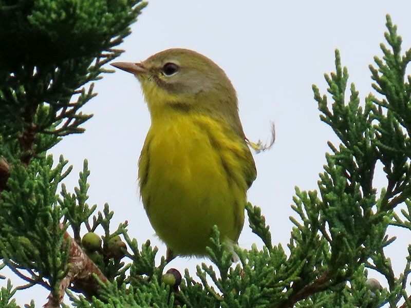 Prairie Warbler - ML643548240
