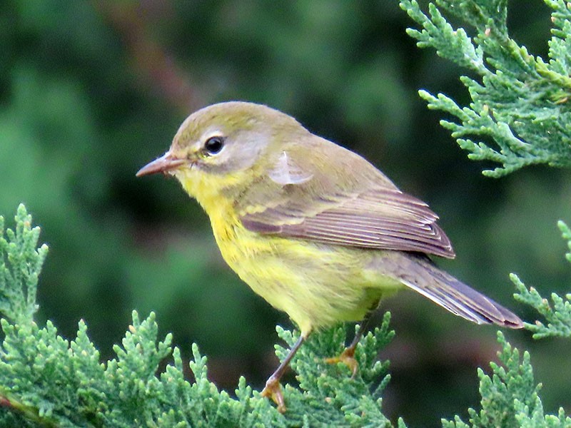 Prairie Warbler - ML643548241