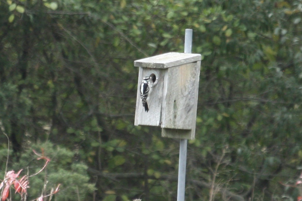 Hairy Woodpecker (Eastern) - ML643548245
