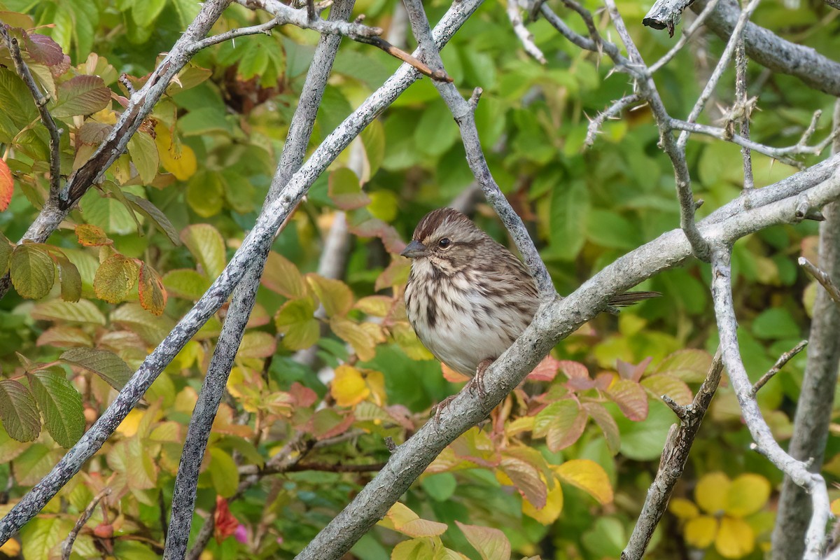 Song Sparrow - ML643548247