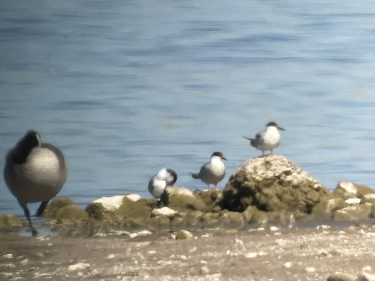 Common Tern - ML643548249