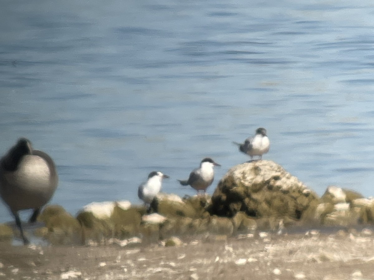Common Tern - ML643548250