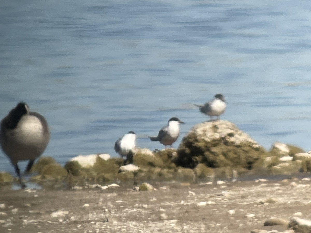 Common Tern - ML643548251