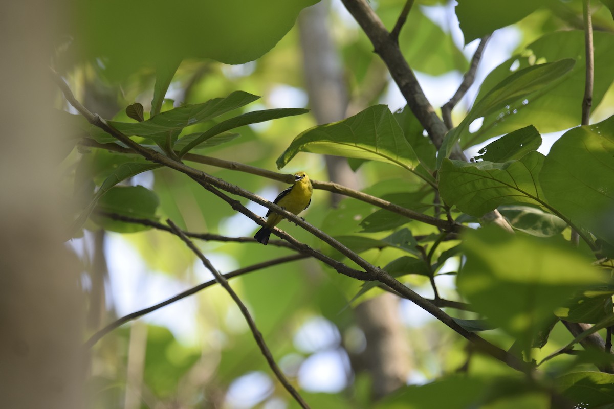 Common Iora - ML643548259